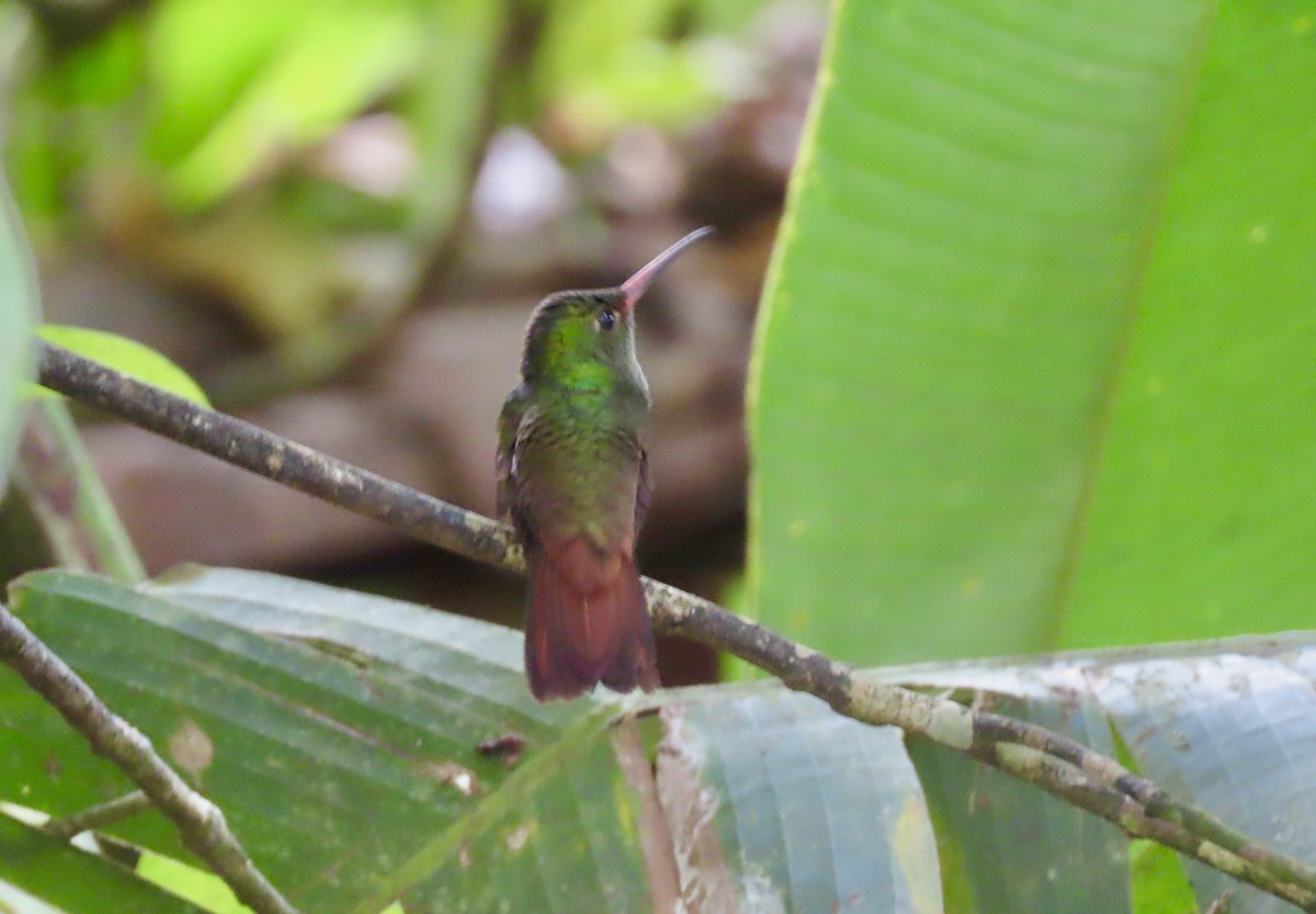 Rufous-tailed Hummingbird - ML616706727