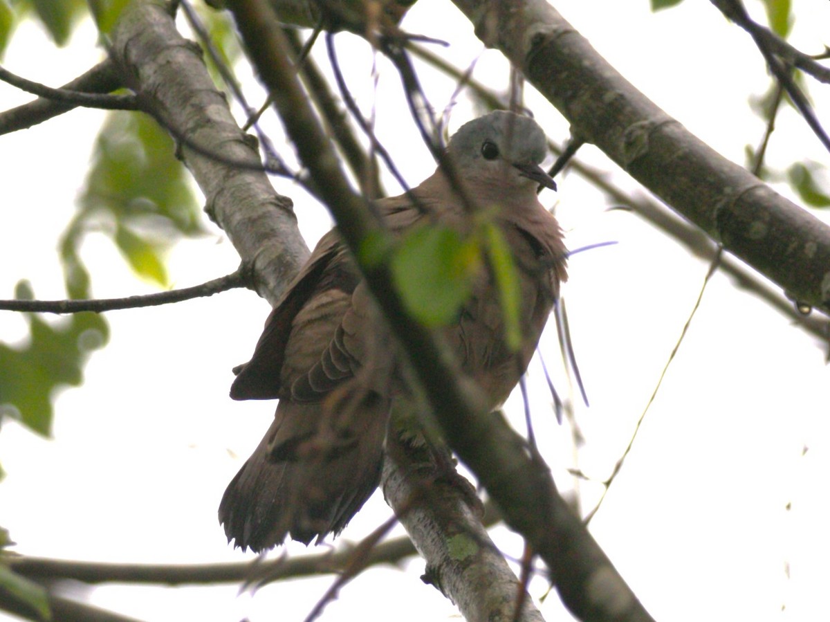 Emerald-spotted Wood-Dove - ML616706736