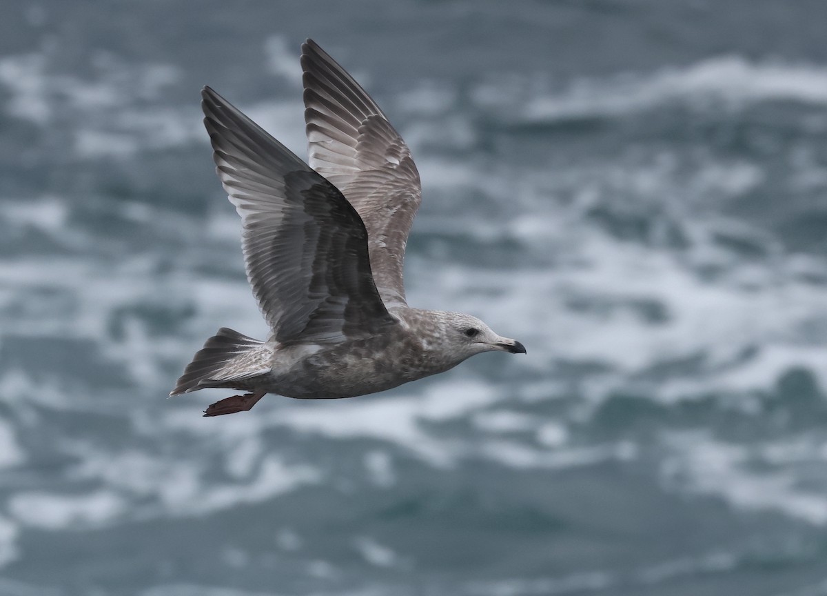 Herring x Glaucous-winged Gull (hybrid) - ML616706739