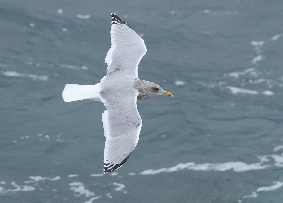 Iceland Gull (Thayer's) - ML616706742