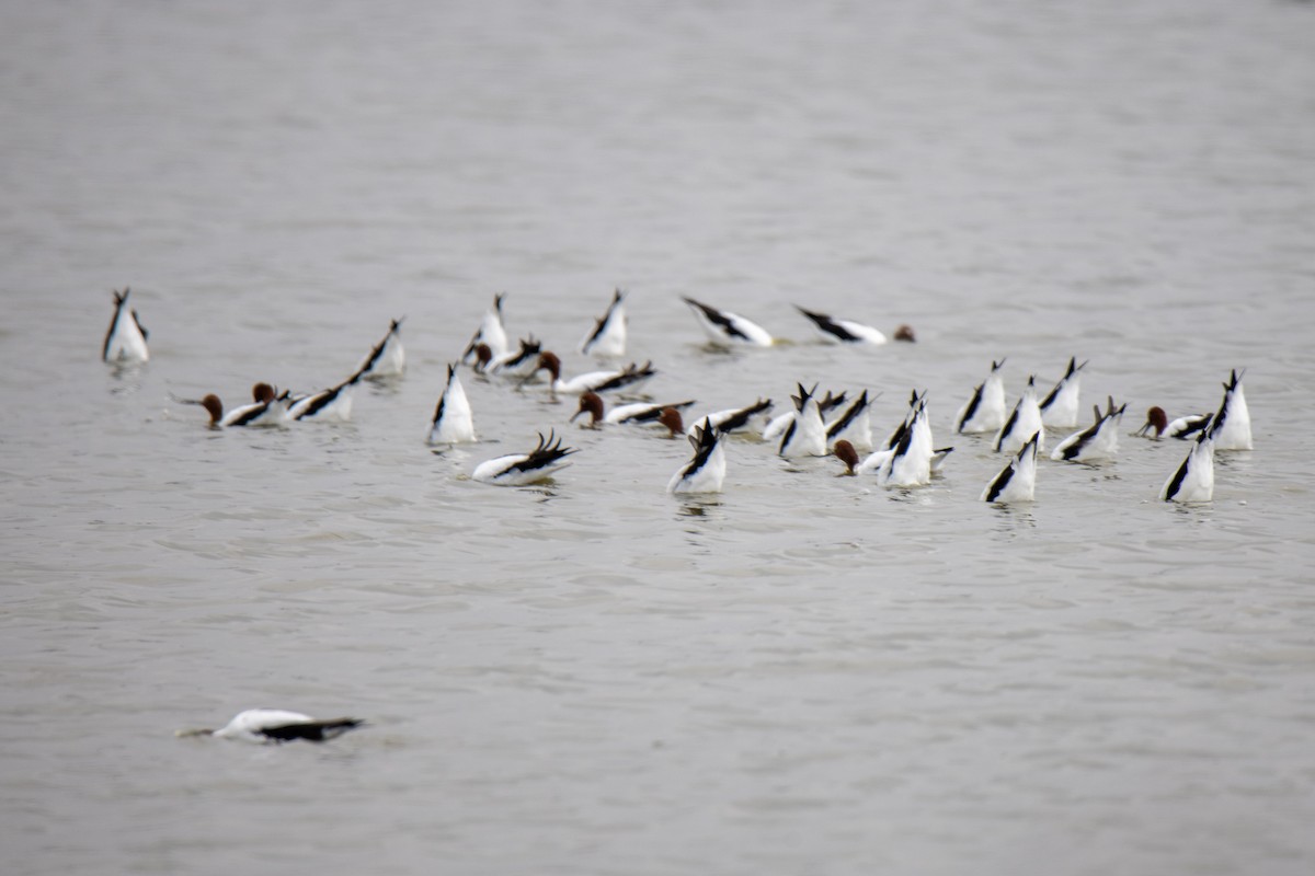 Red-necked Avocet - Andy&Meg Crawford