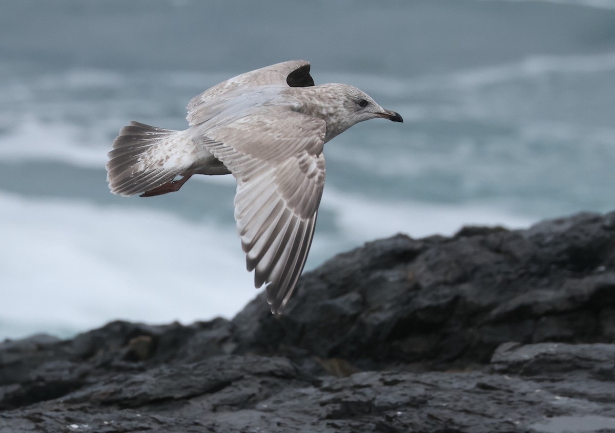 Iceland Gull (Thayer's) - ML616706819