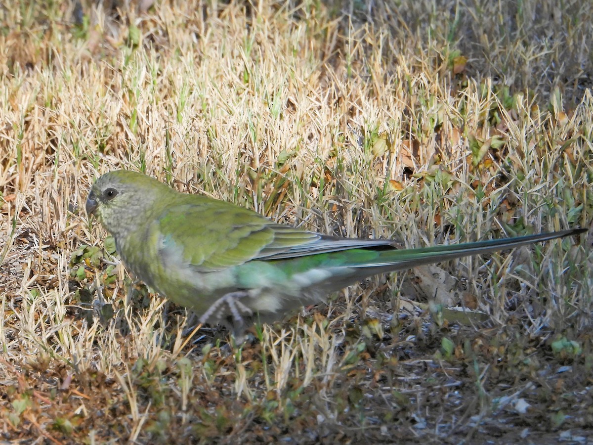 Red-rumped Parrot - ML616706864