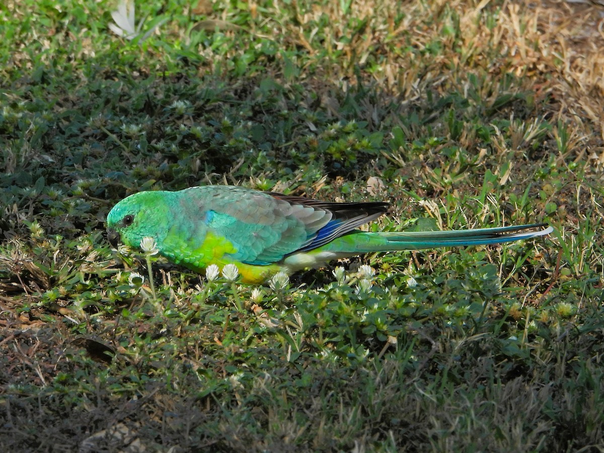 Red-rumped Parrot - ML616706865