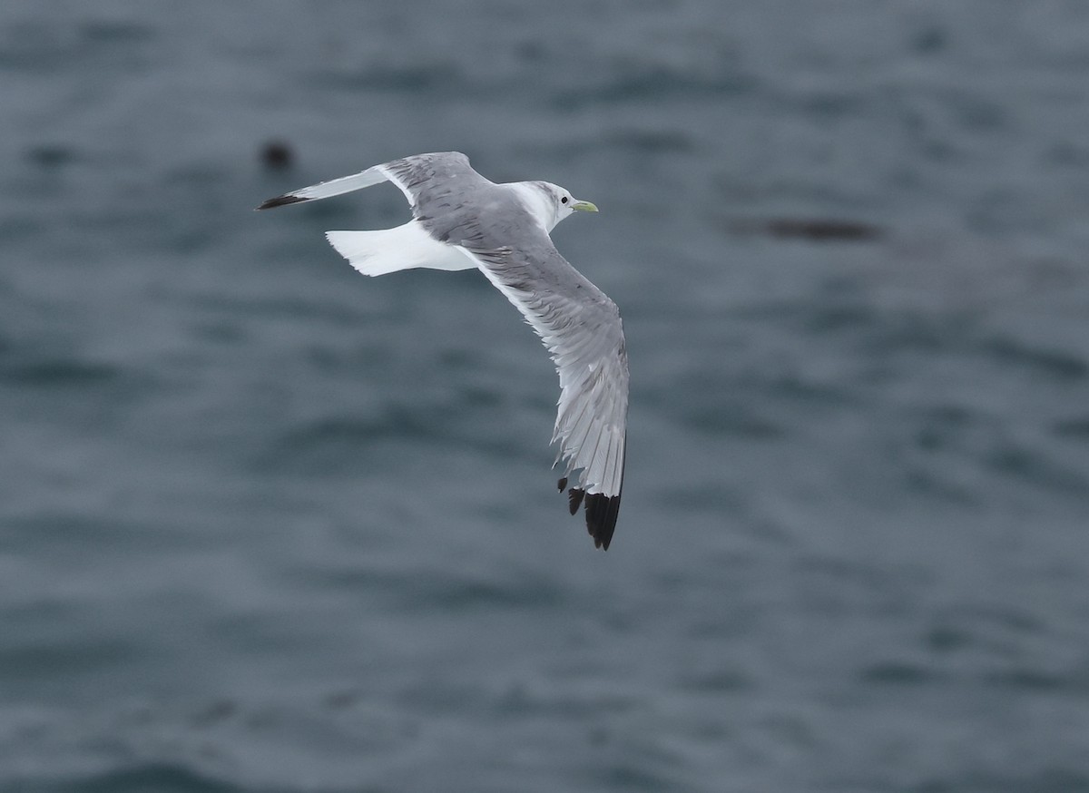 Mouette tridactyle - ML616706871