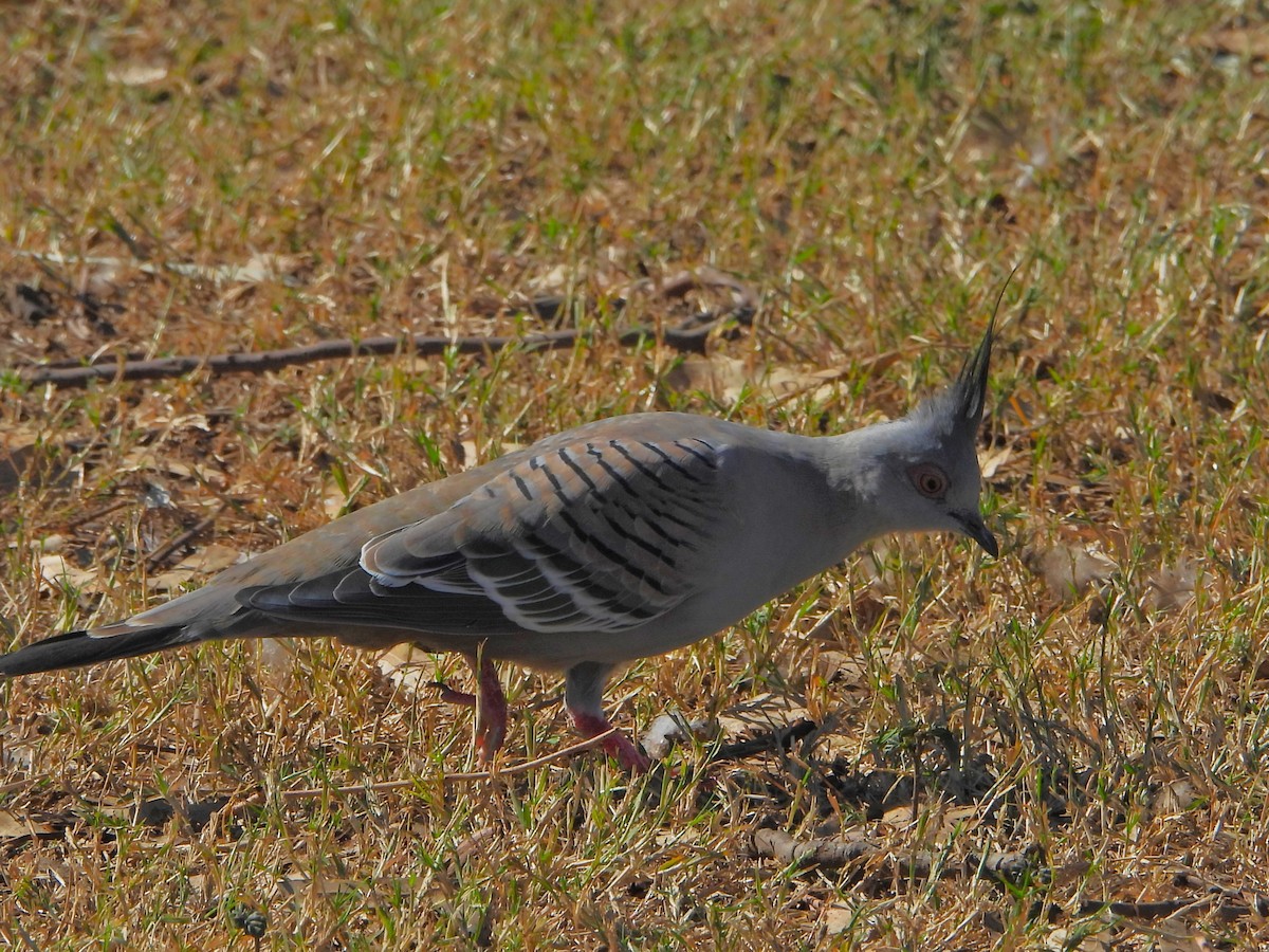 Crested Pigeon - ML616706909