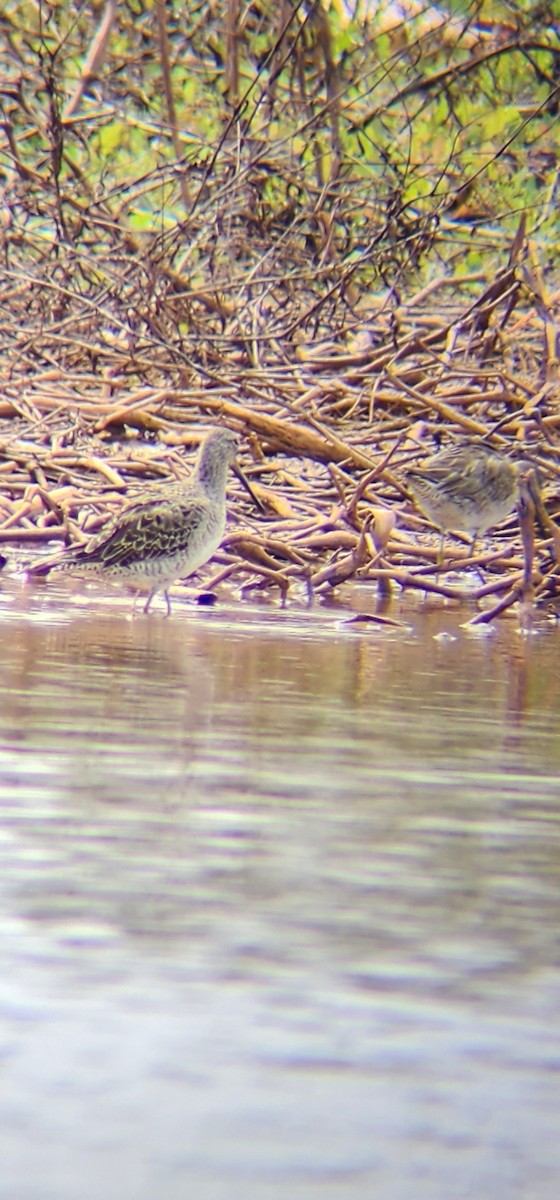 Long-billed Dowitcher - Don Stanley