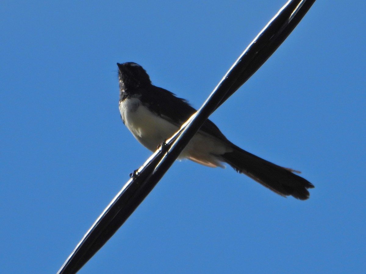 Willie-wagtail - ML616706930