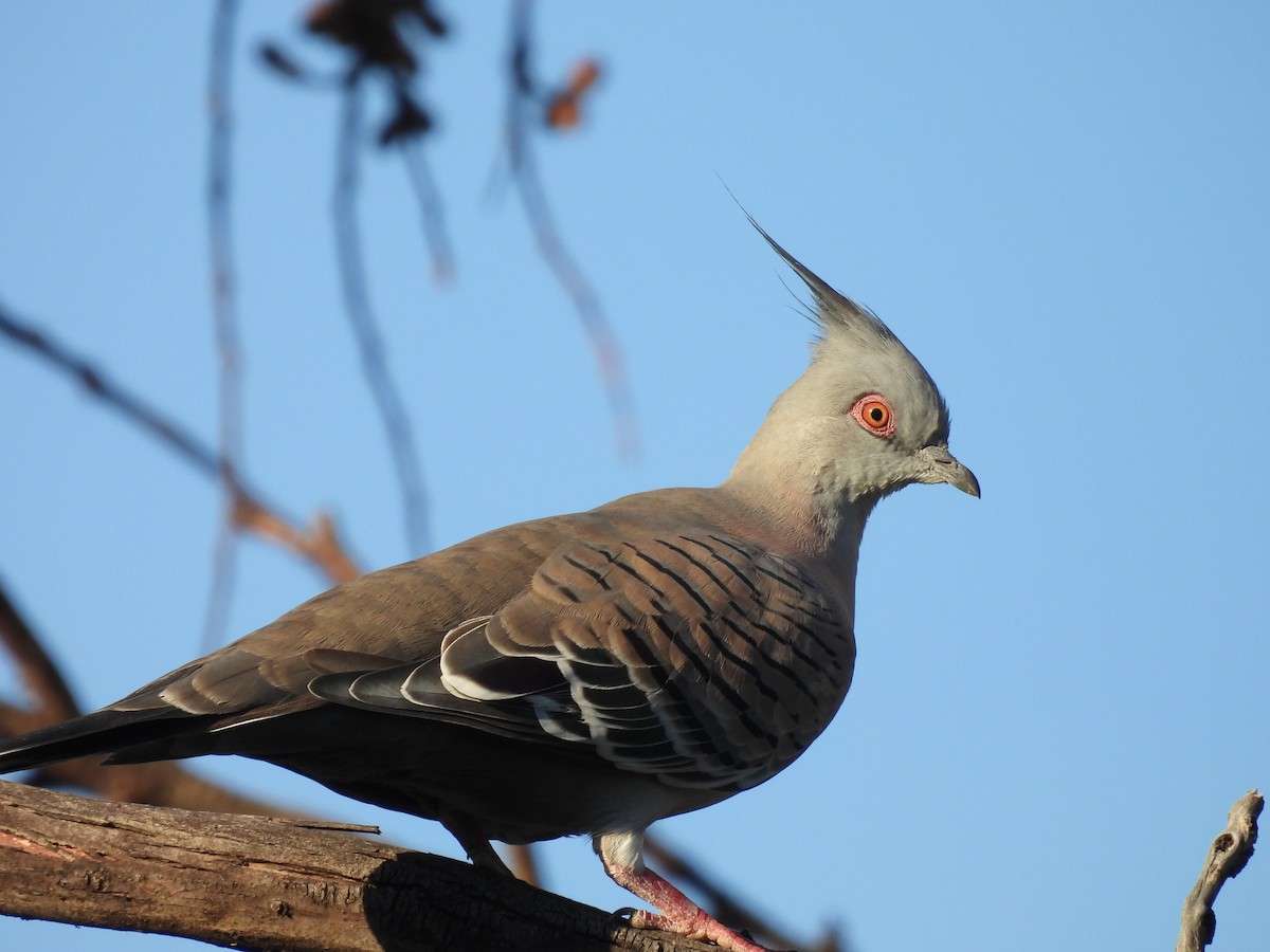 Crested Pigeon - ML616707059