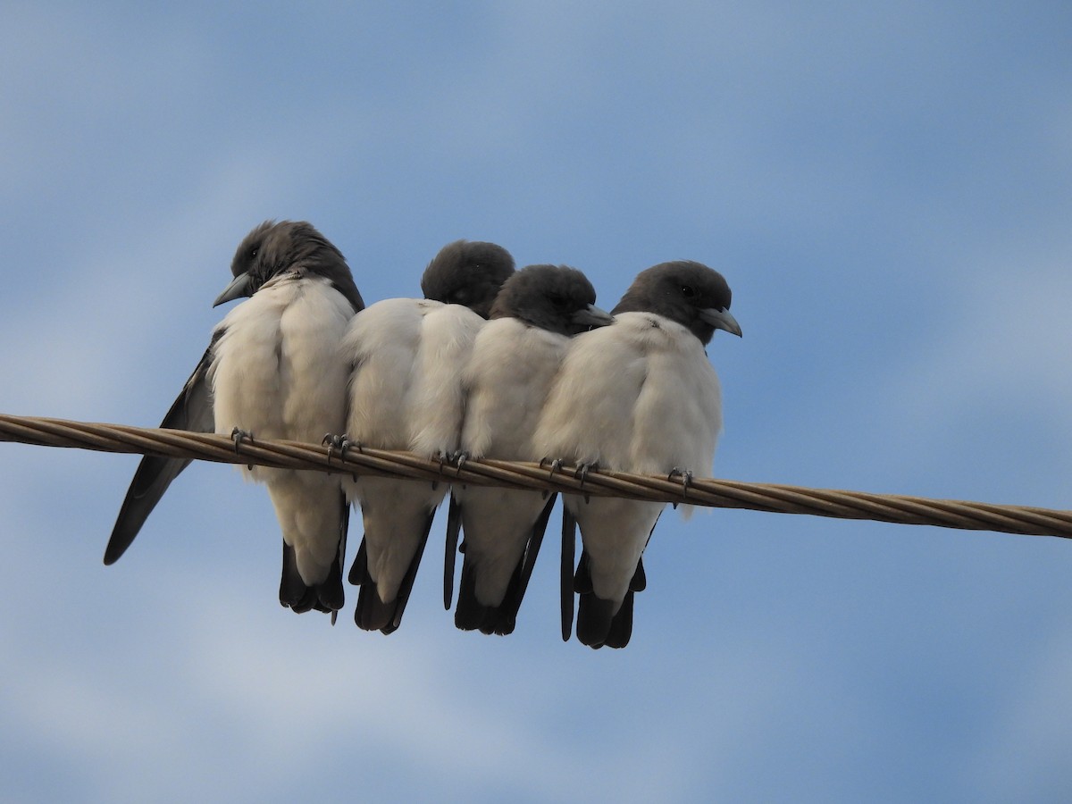 White-breasted Woodswallow - ML616707117