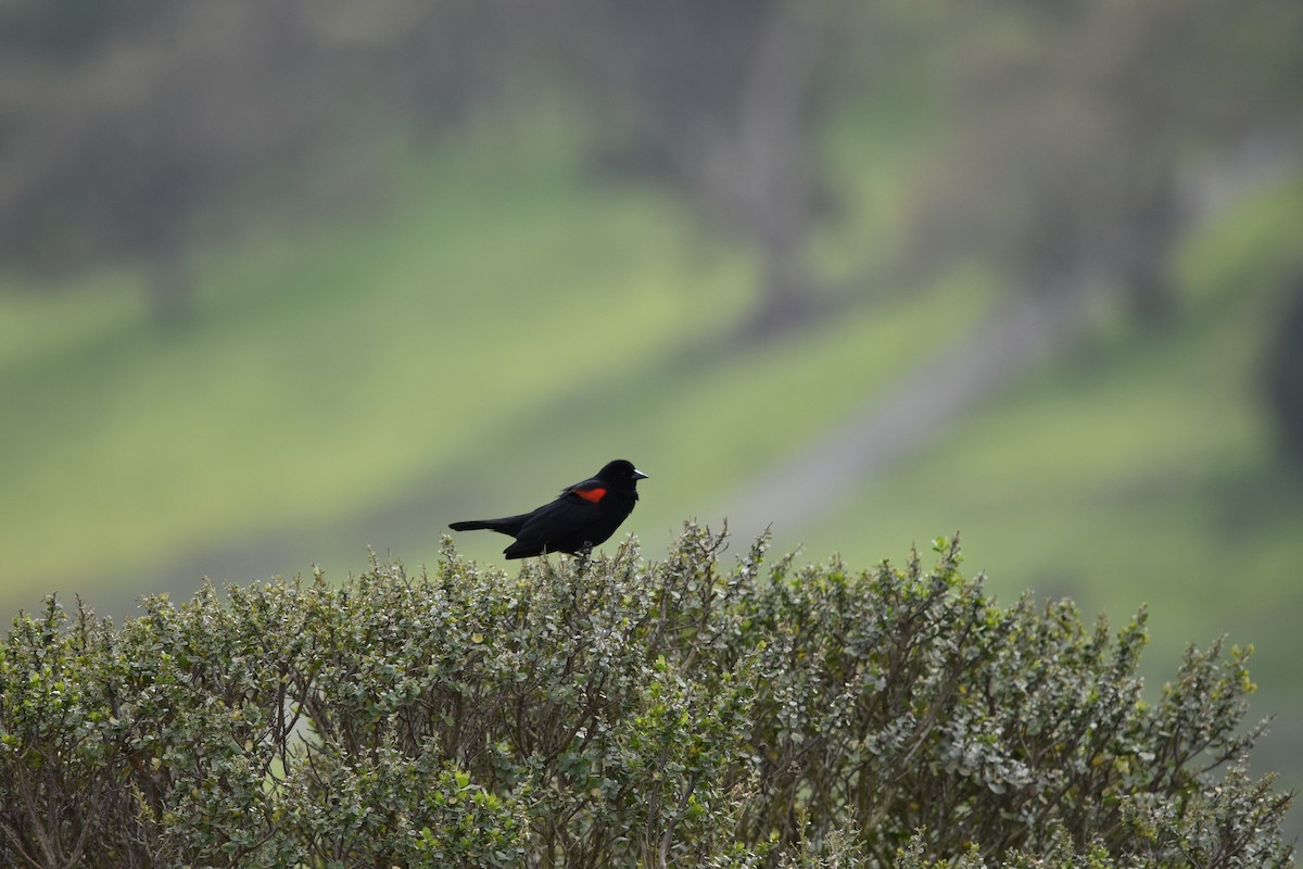 Red-winged Blackbird (California Bicolored) - Peyton Caylor