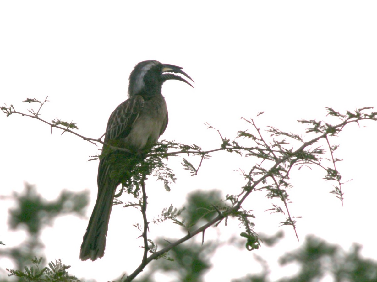 African Gray Hornbill - ML616707177