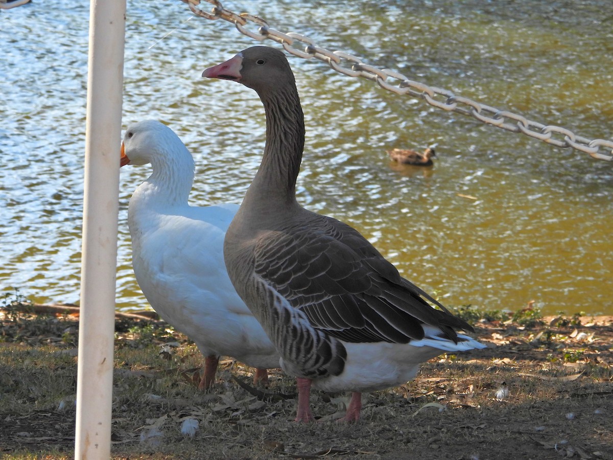 Domestic goose sp. (Domestic type) - ML616707192