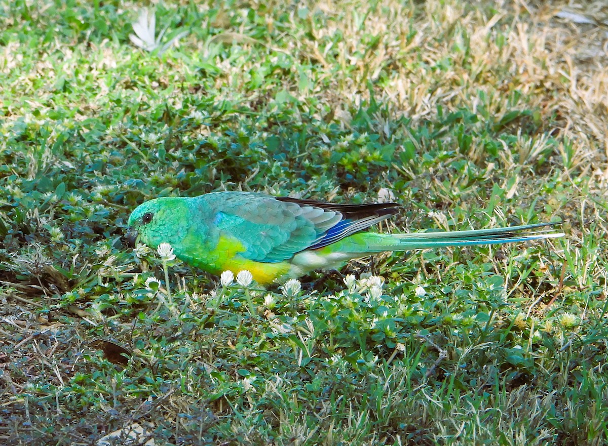 Red-rumped Parrot - ML616707217