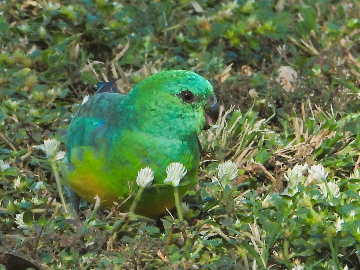 Red-rumped Parrot - ML616707221
