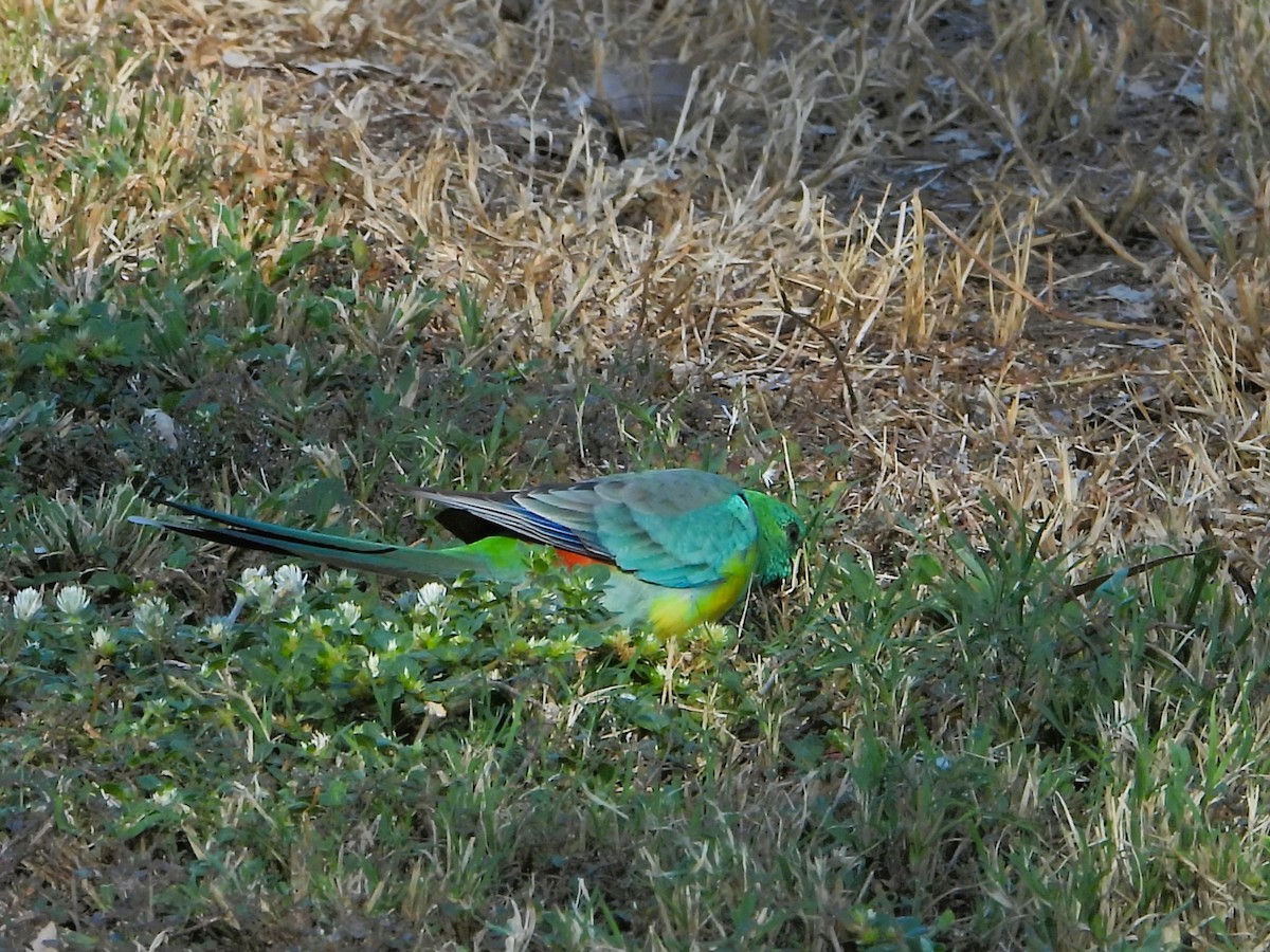 Red-rumped Parrot - ML616707222