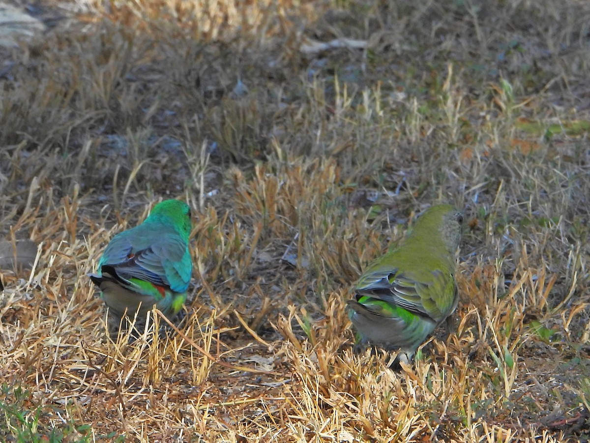 Red-rumped Parrot - ML616707224