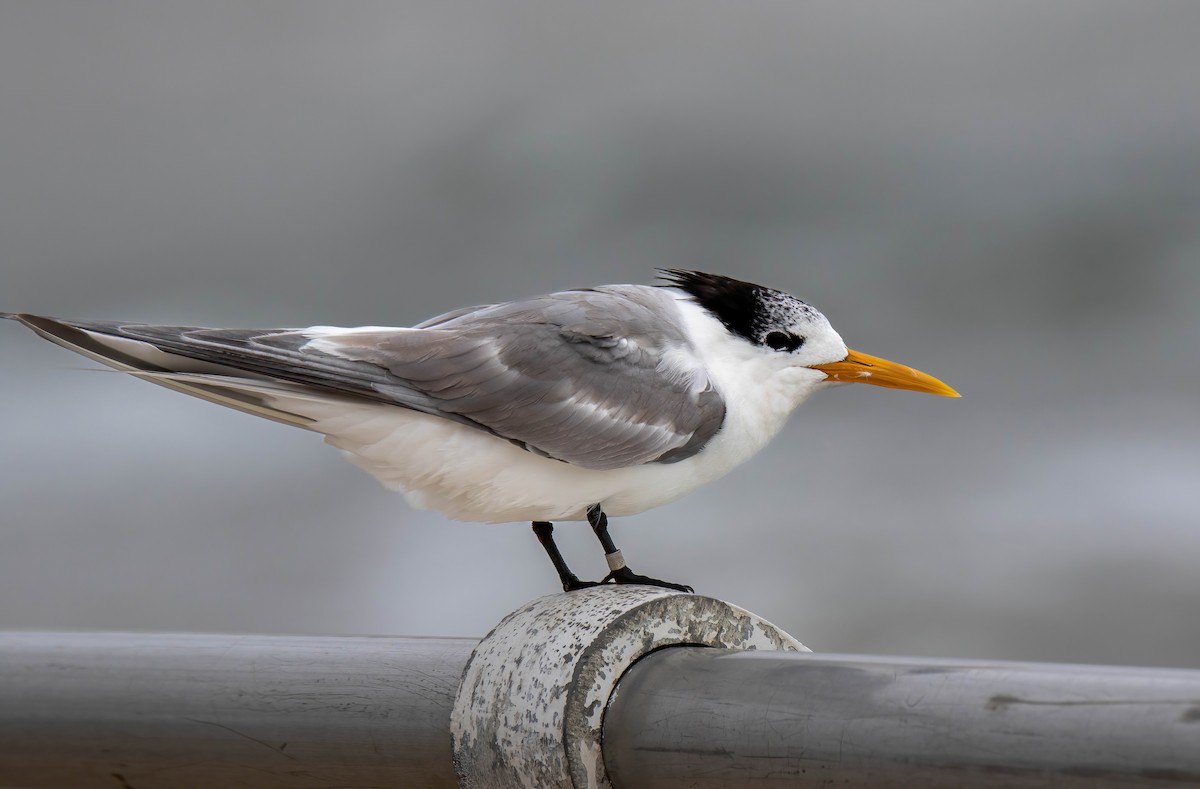 Great Crested Tern - ML616707375