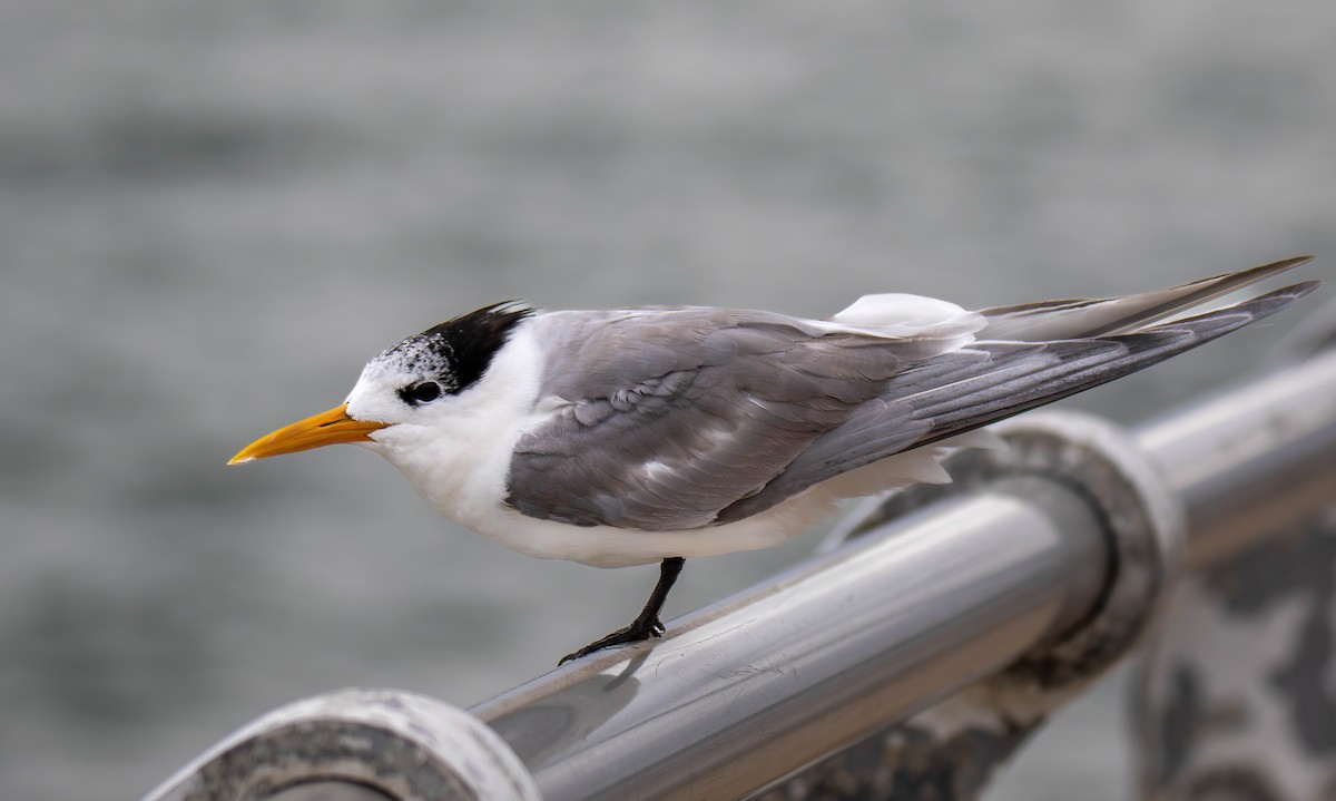 Great Crested Tern - ML616707376