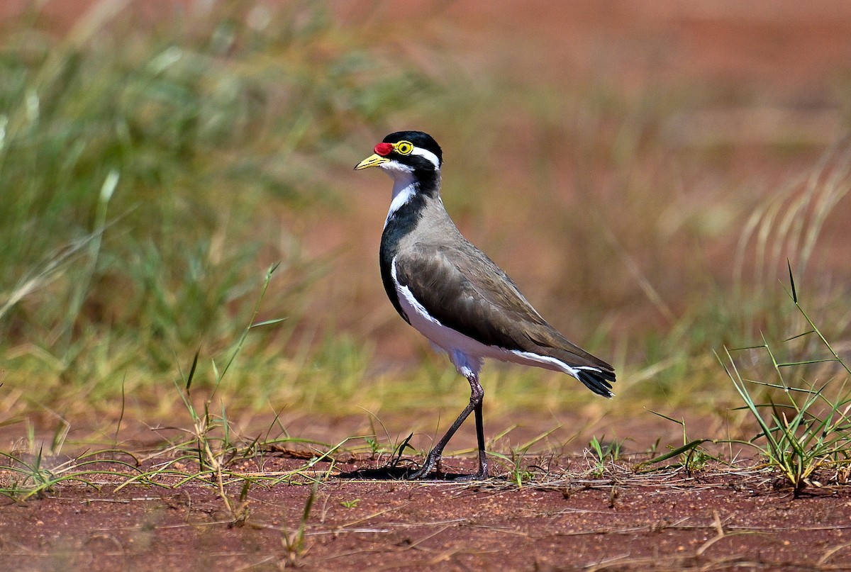 Banded Lapwing - ML616707386