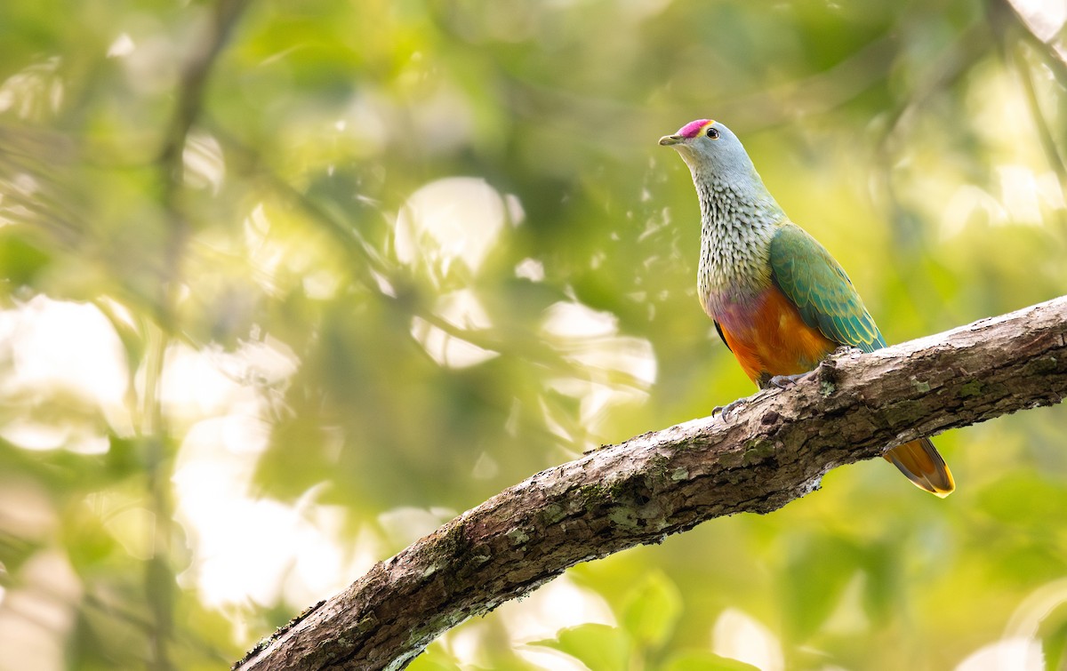 Rose-crowned Fruit-Dove - ML616707449