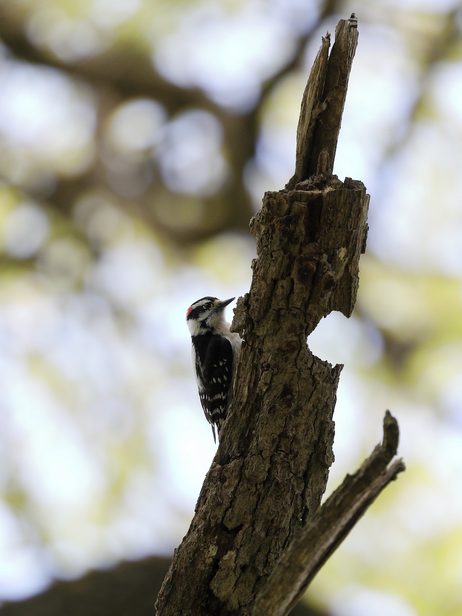 Downy Woodpecker - Hampus Sandberg