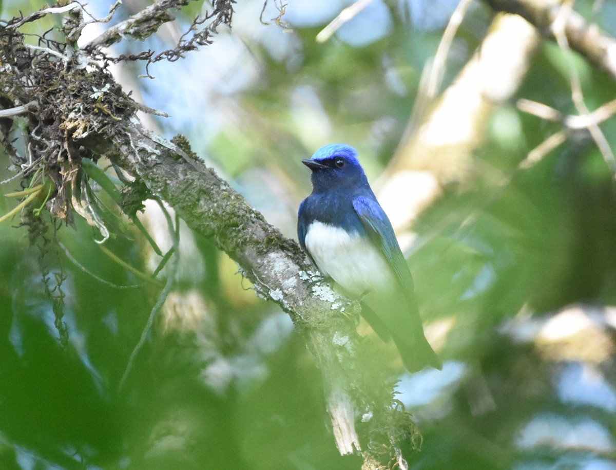 Blue-and-white Flycatcher - ML616707659