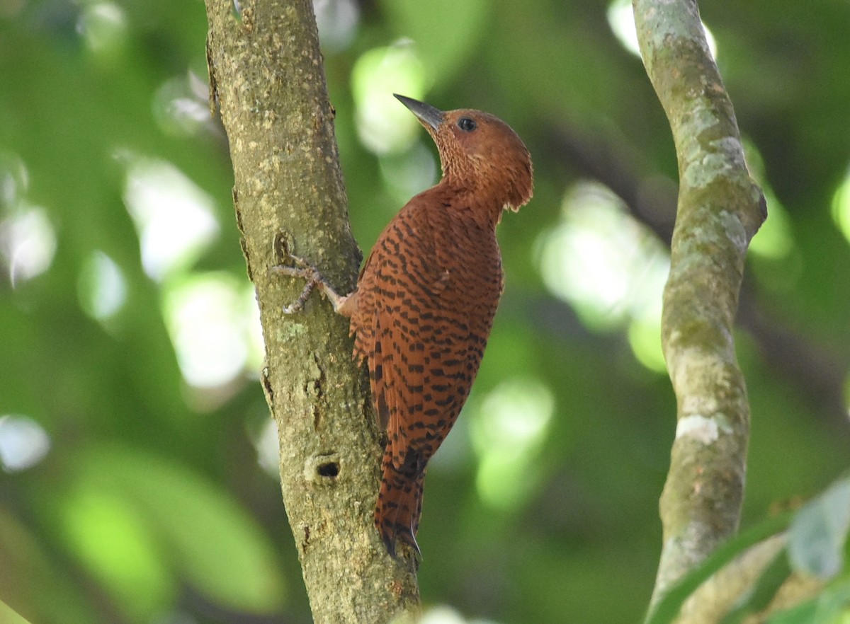 Rufous Woodpecker - ML616707672