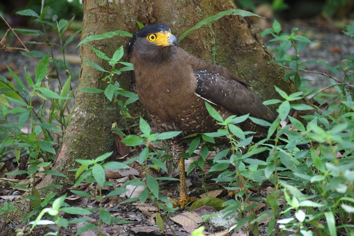 Crested Serpent-Eagle - ML616707727
