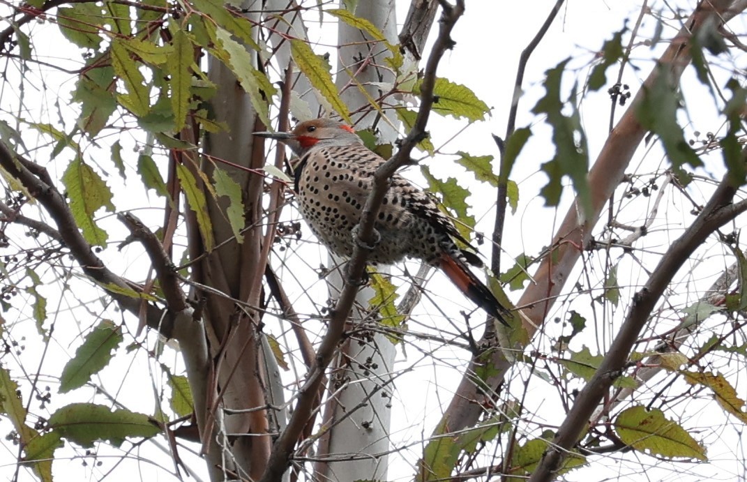 Northern Flicker (Yellow-shafted x Red-shafted) - ML616707735