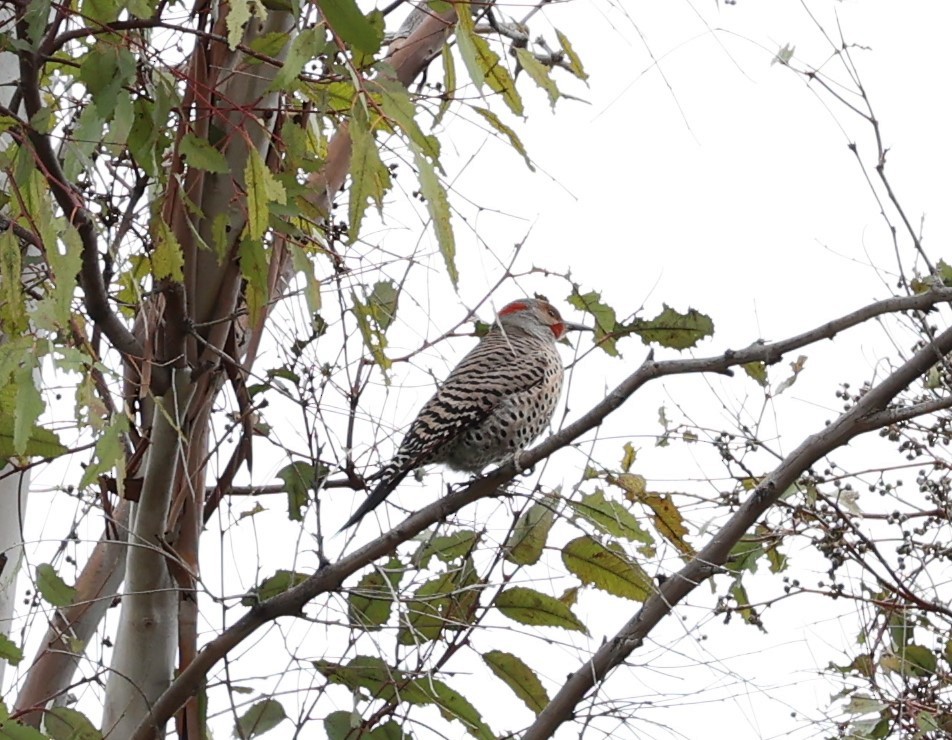 Northern Flicker (Yellow-shafted x Red-shafted) - David Rankin