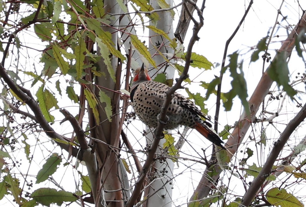Northern Flicker (Yellow-shafted x Red-shafted) - ML616707737