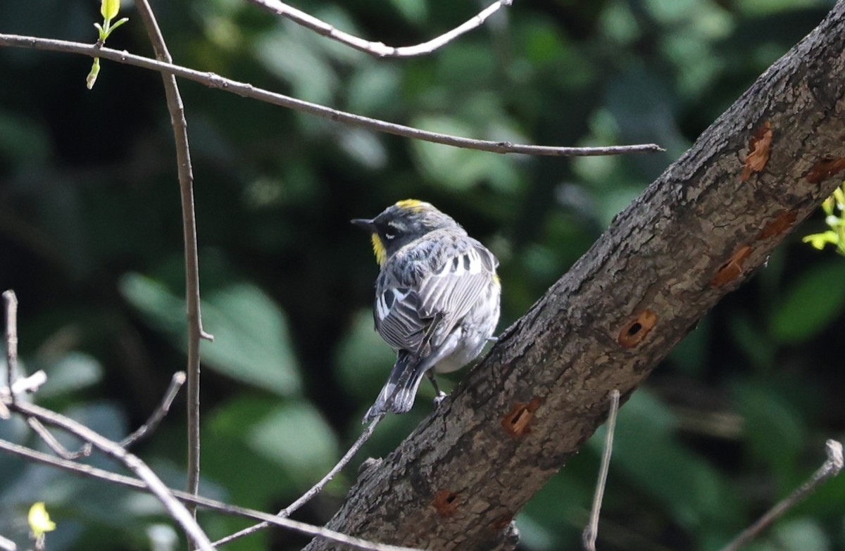 Yellow-rumped Warbler (Myrtle x Audubon's) - David Rankin
