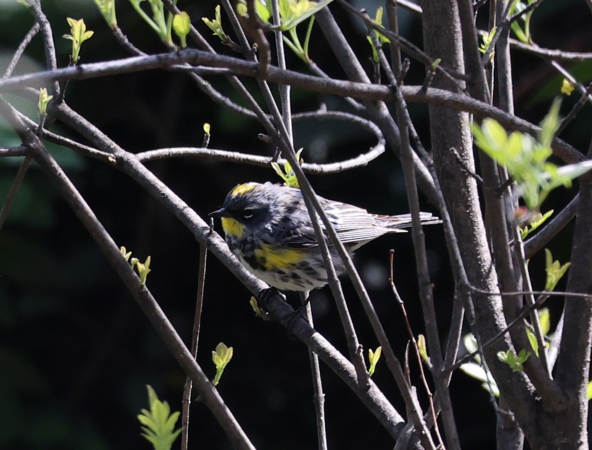 Yellow-rumped Warbler (Myrtle x Audubon's) - David Rankin