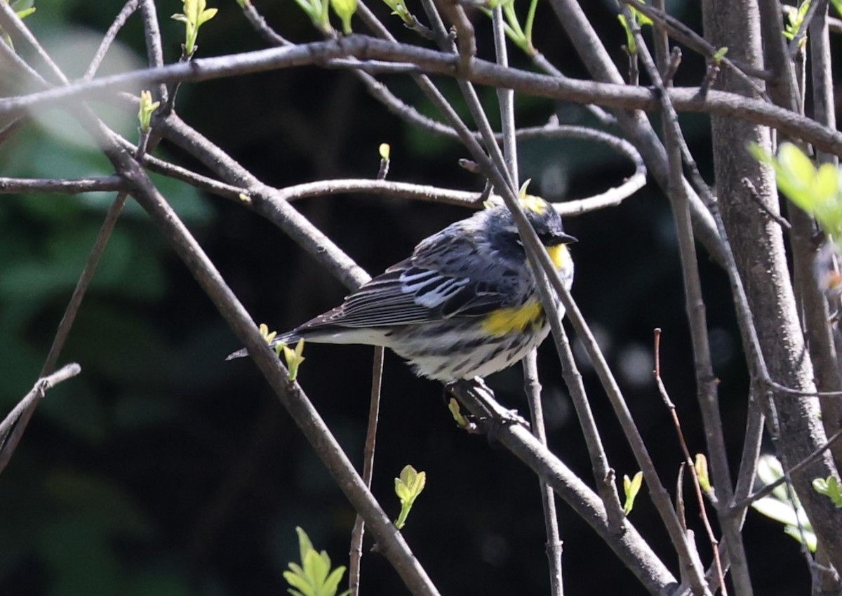 Yellow-rumped Warbler (Myrtle x Audubon's) - ML616707751