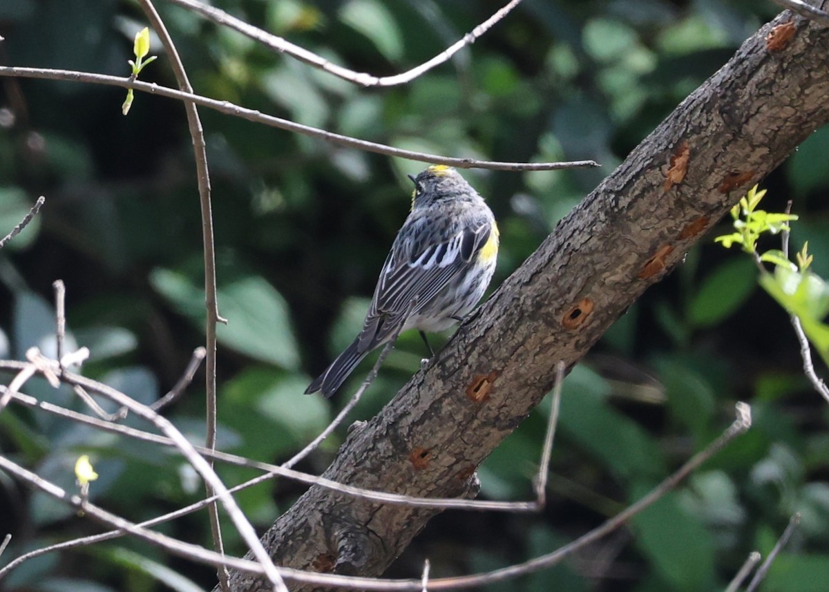 Yellow-rumped Warbler (Myrtle x Audubon's) - ML616707752