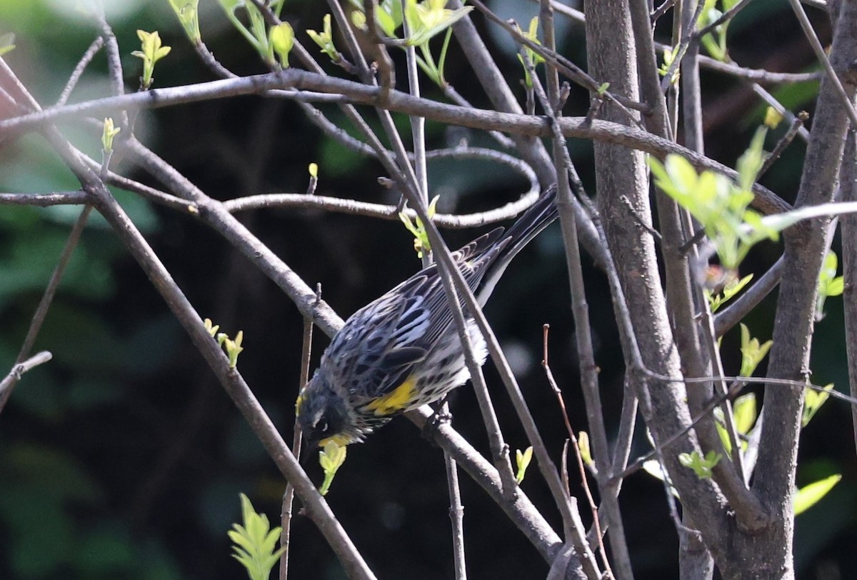 Yellow-rumped Warbler (Myrtle x Audubon's) - ML616707753