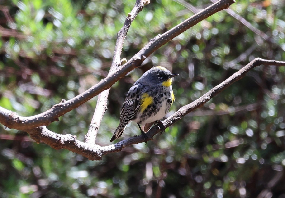 Yellow-rumped Warbler (Myrtle x Audubon's) - ML616707754
