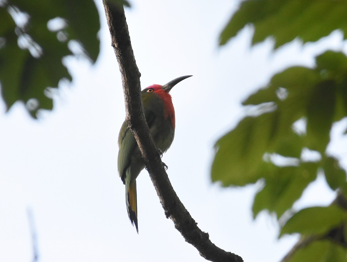 Red-bearded Bee-eater - ML616707832