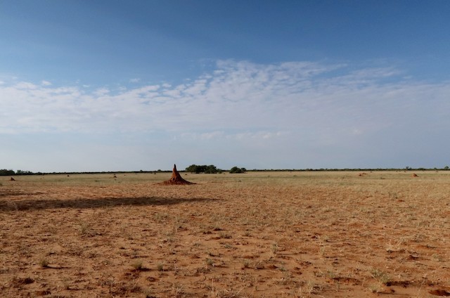Habitat: Clearings with short grass and lots of bare ground in thornbush savanna. - Temminck's Courser - 