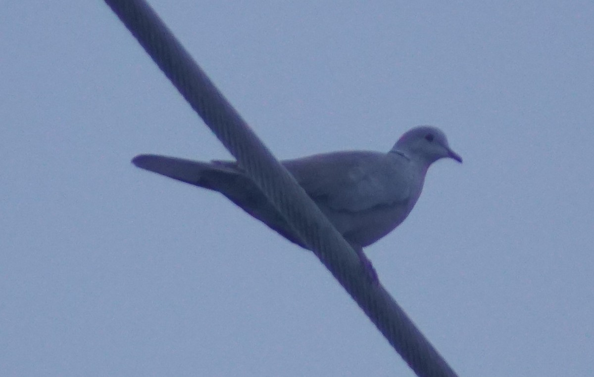 Eurasian Collared-Dove - ML616707866