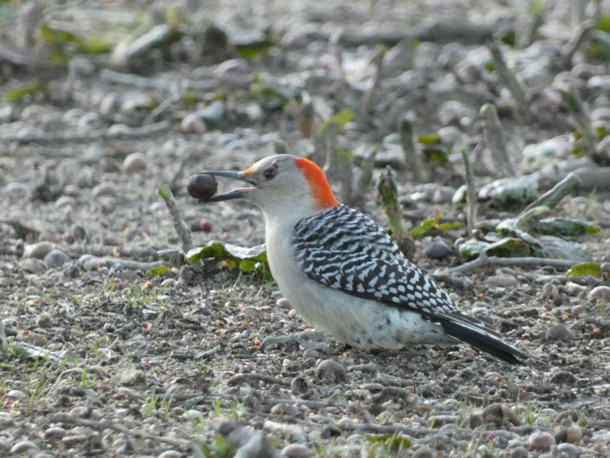 Red-bellied Woodpecker - ML616707877