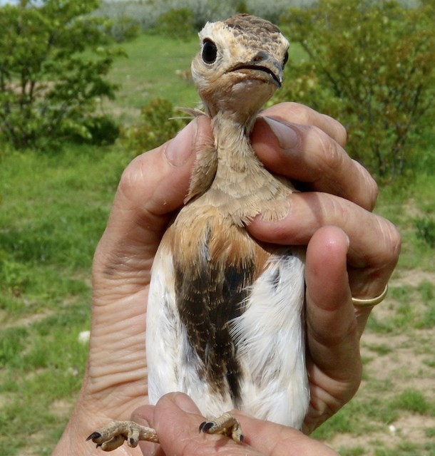 Ventral view of an immature bird. - Temminck's Courser - 