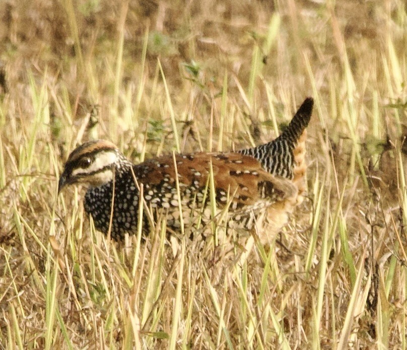 Chinese Francolin - ML616708131