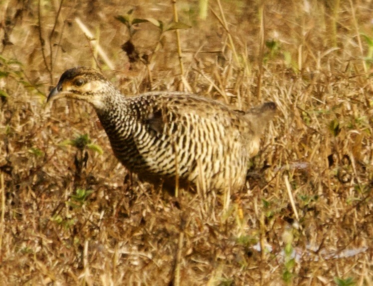 Chinese Francolin - ML616708134