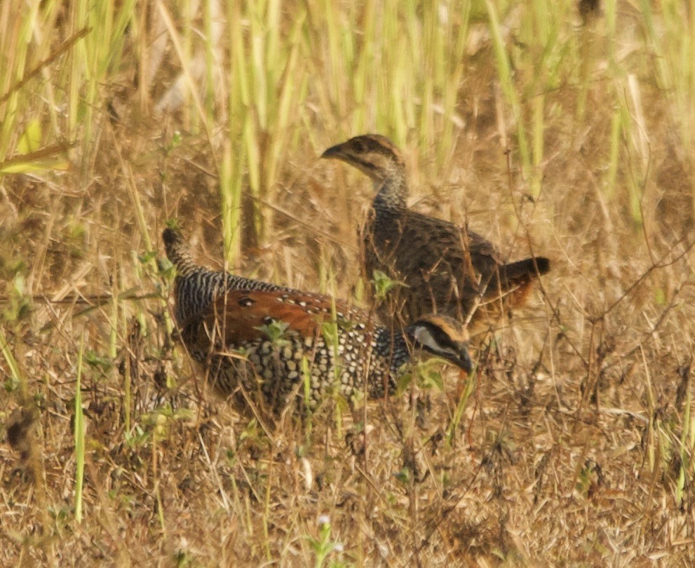 Chinese Francolin - ML616708135
