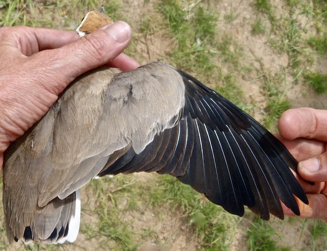 The spread wing of an adult. - Temminck's Courser - 