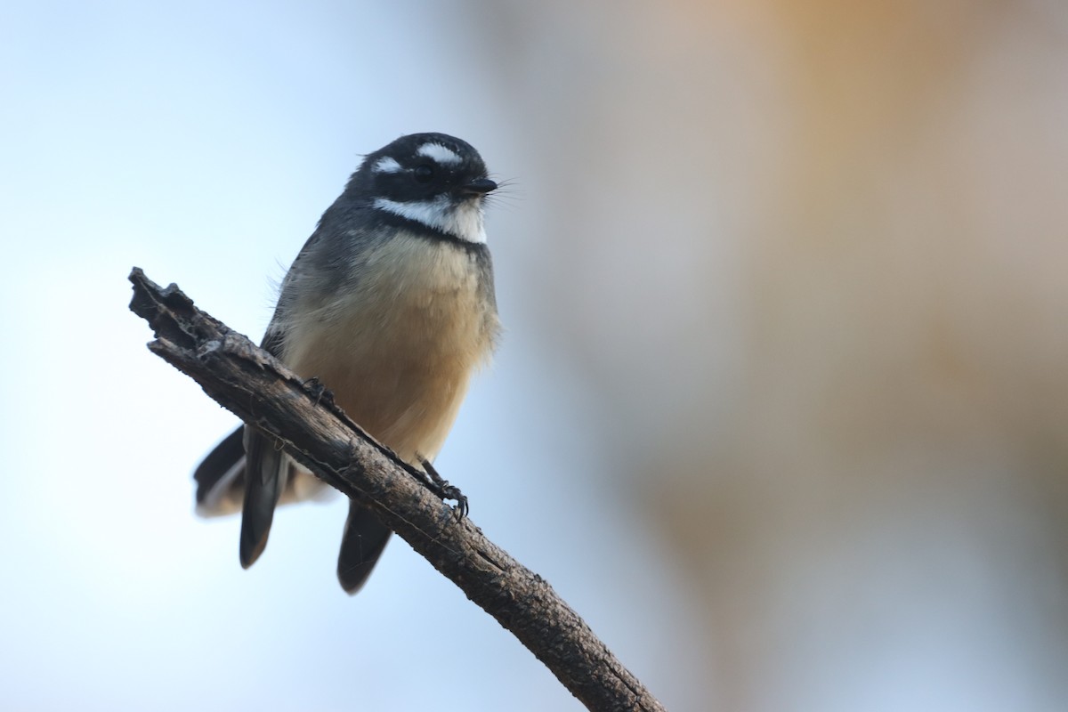 Gray Fantail (albiscapa) - ML616708143