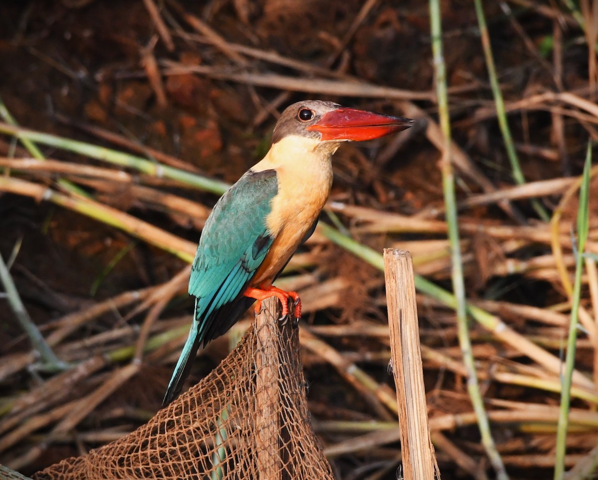 Stork-billed Kingfisher - mathew thekkethala