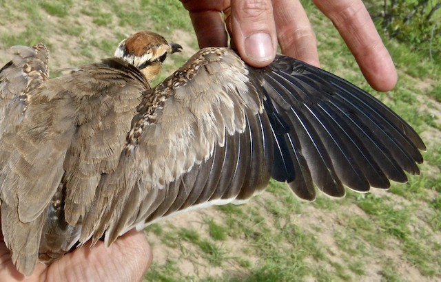 The spread wing of an immature showing the short most distal secondary (S1). - Temminck's Courser - 